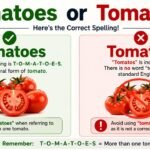Tomatoes or Tomatos (1)